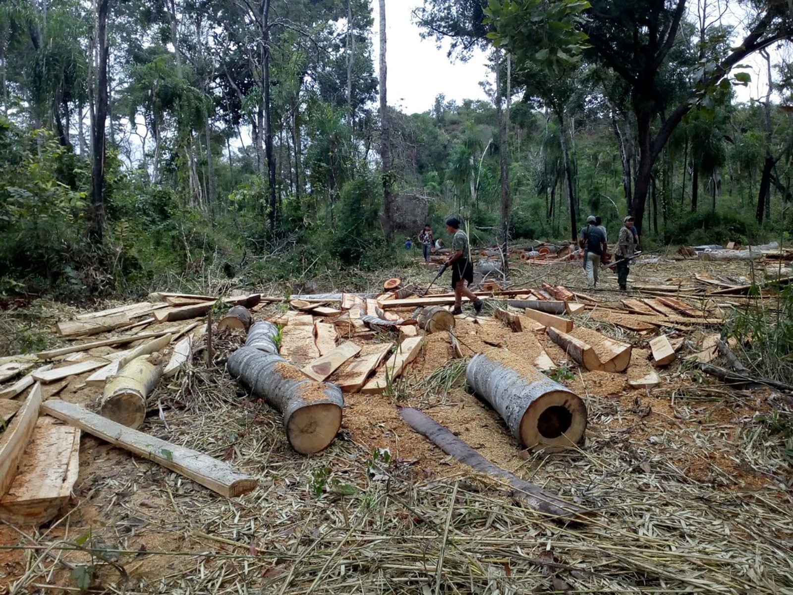‘Amazônia Maranhense’ em risco: avanço do desmatamento ameaça povos originários