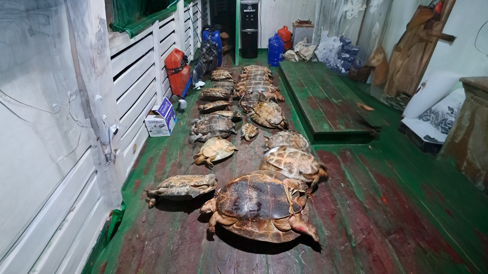 No Amazonas, Ibama combate captura ilegal de quelônios