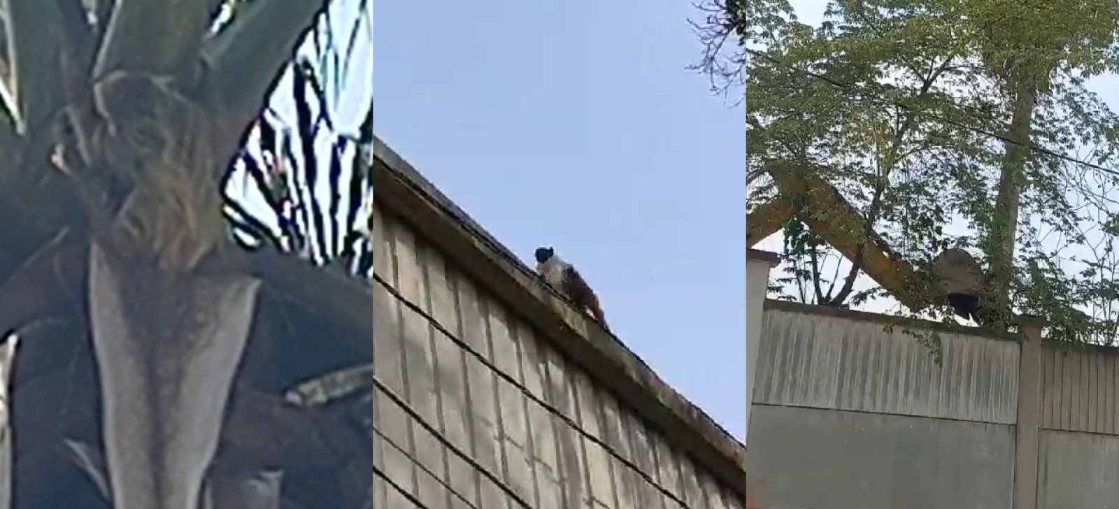 Desmatamento para construção de condomínio destrói habitat de animais em Manaus; veja vídeo