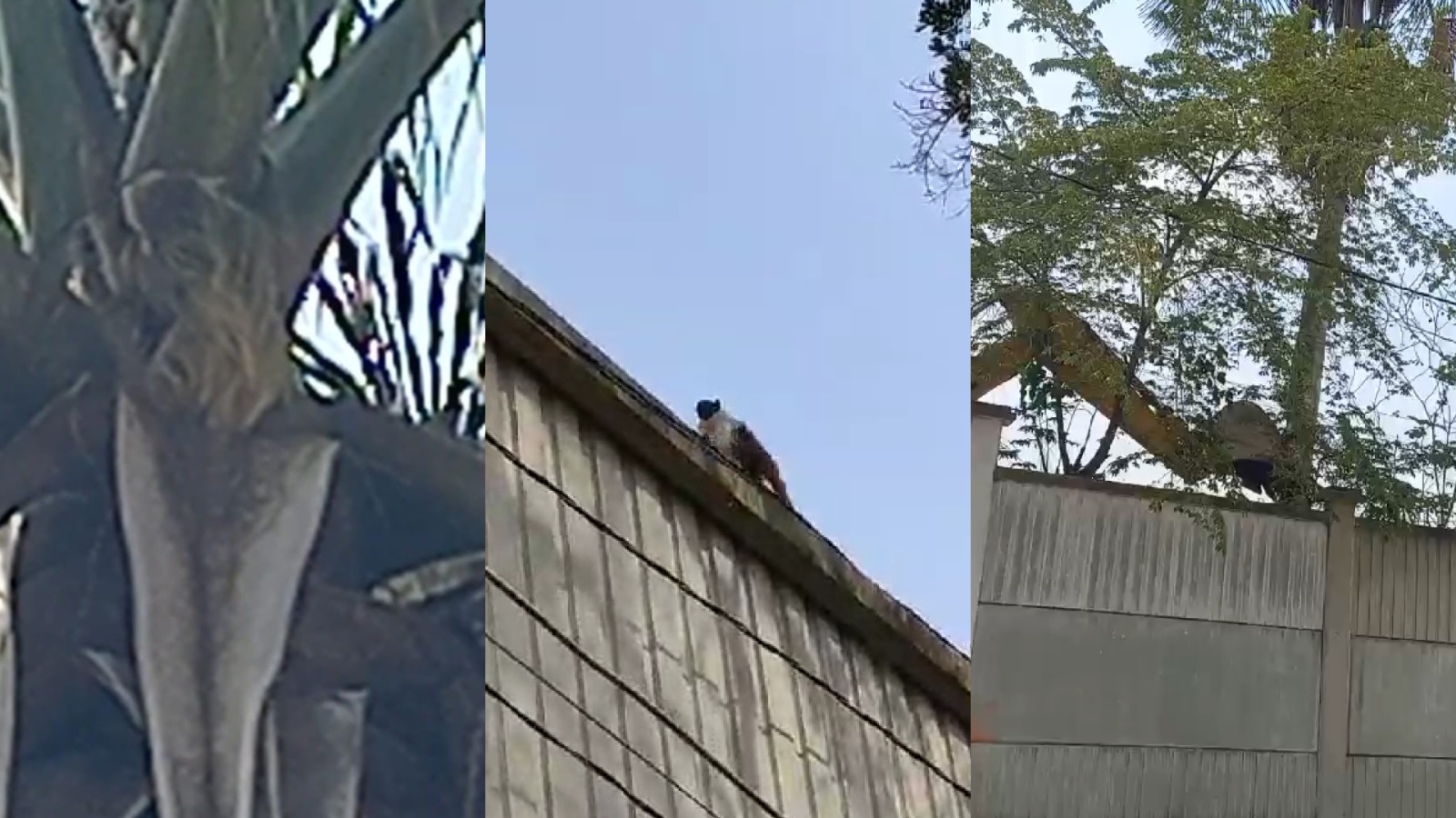 Desmatamento para construção de condomínio destrói habitat de animais em Manaus; veja vídeo