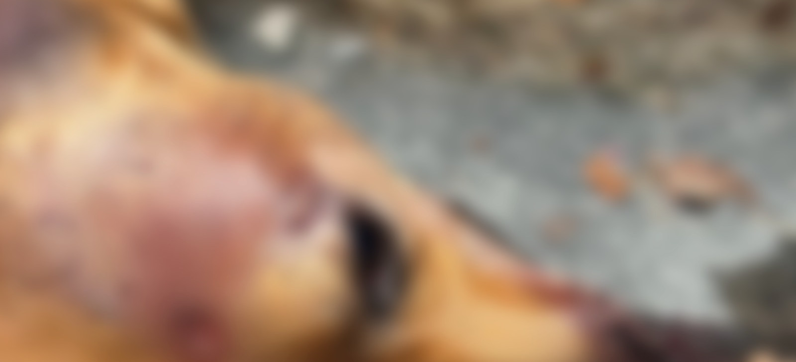 População afirma que policiais atiraram em cachorro no AM; promotoria diz que falta evidência