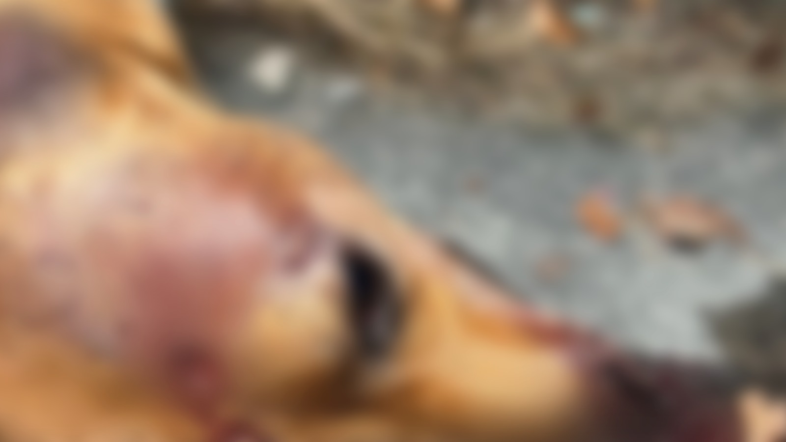 População afirma que policiais atiraram em cachorro no AM; promotoria diz que falta evidência