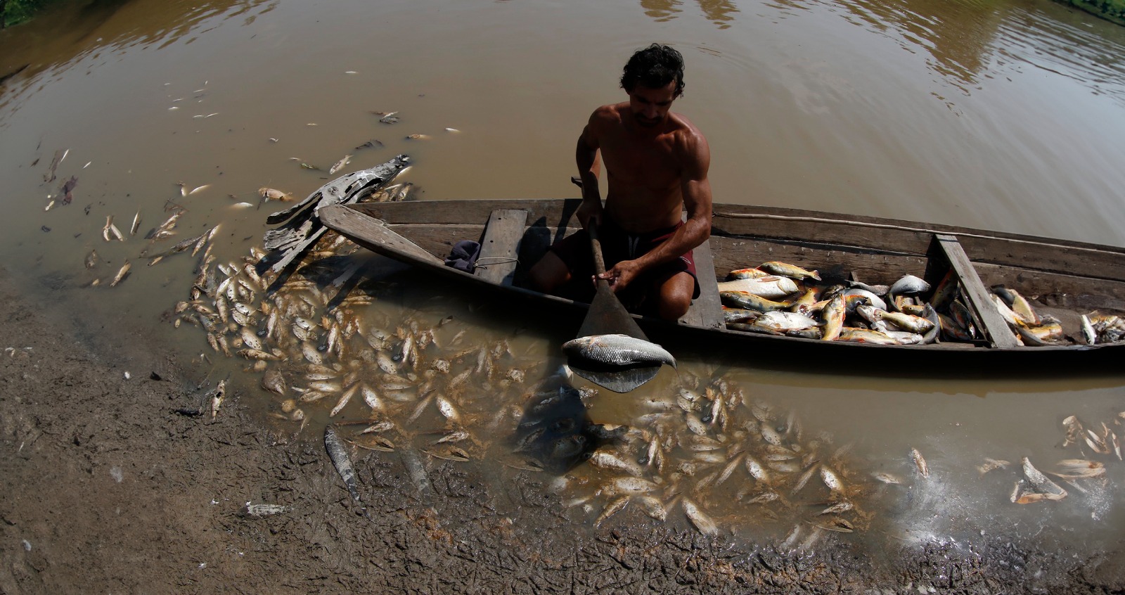Ribeirinhos dizem que mortandade de peixes deixou água imprópria para consumo no AM