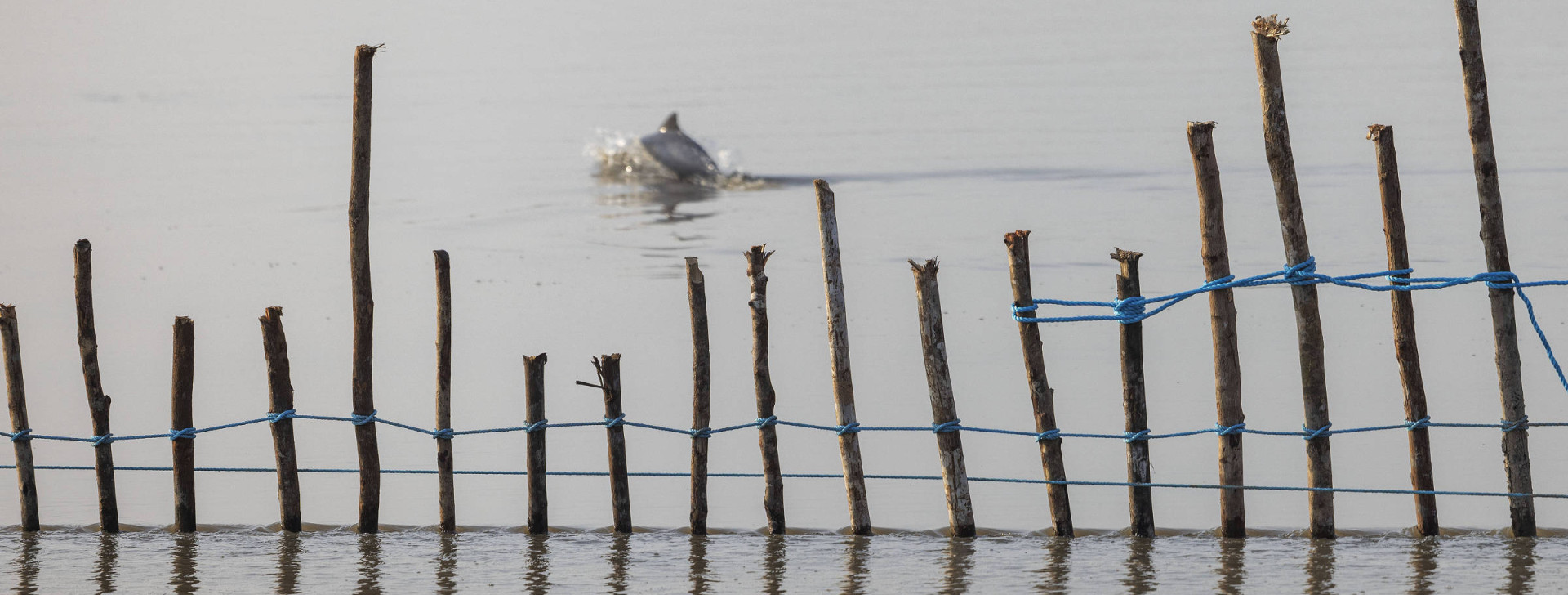 Após mortes, operação retira botos de enseada no Amazonas