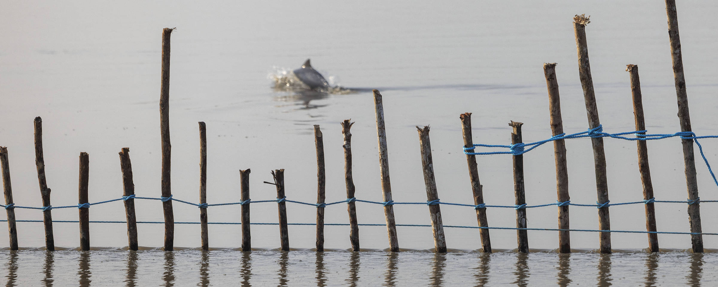 Após mortes, operação retira botos de enseada no Amazonas