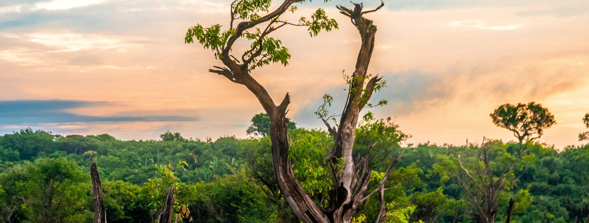 Amazonas tem 34,6 mi de hectares para resolver questão fundiária e ambiental, aponta estudo
