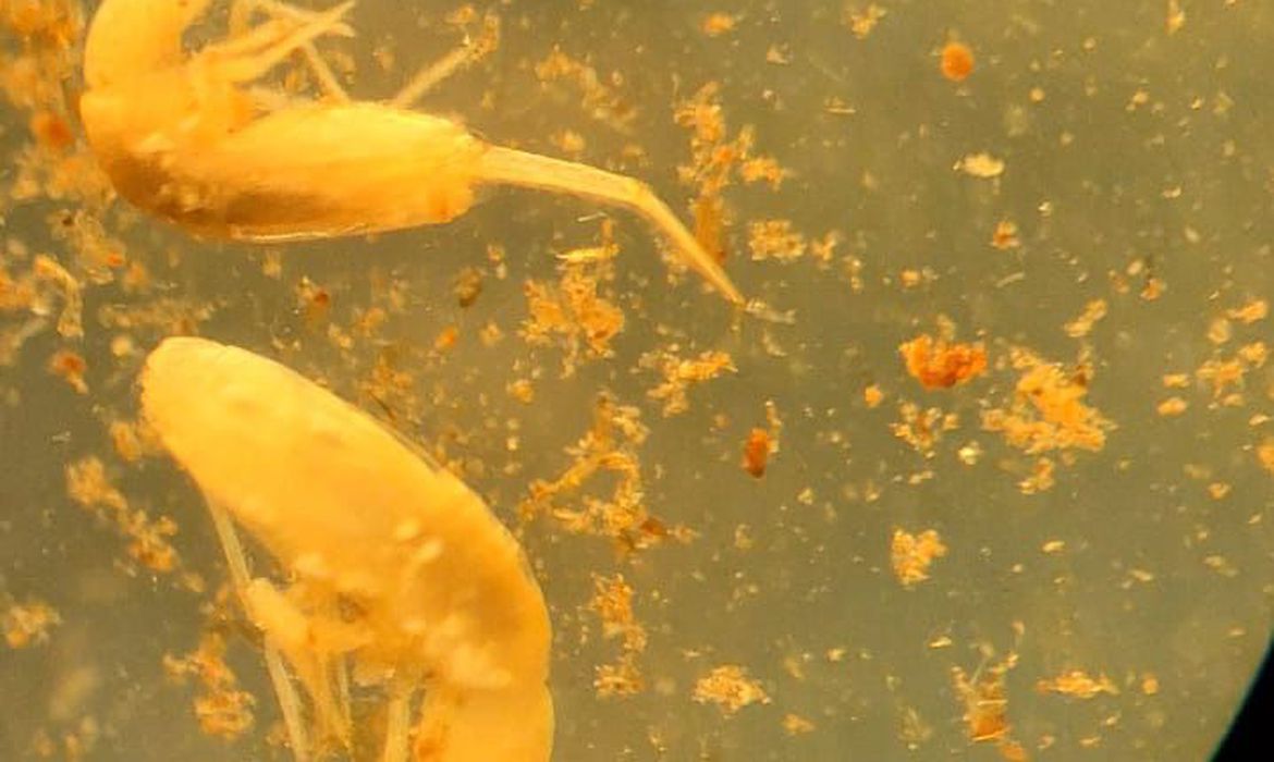 Pesquisadores lutam pela preservação de animal em extinção de 1 mm encontrado apenas no Pará