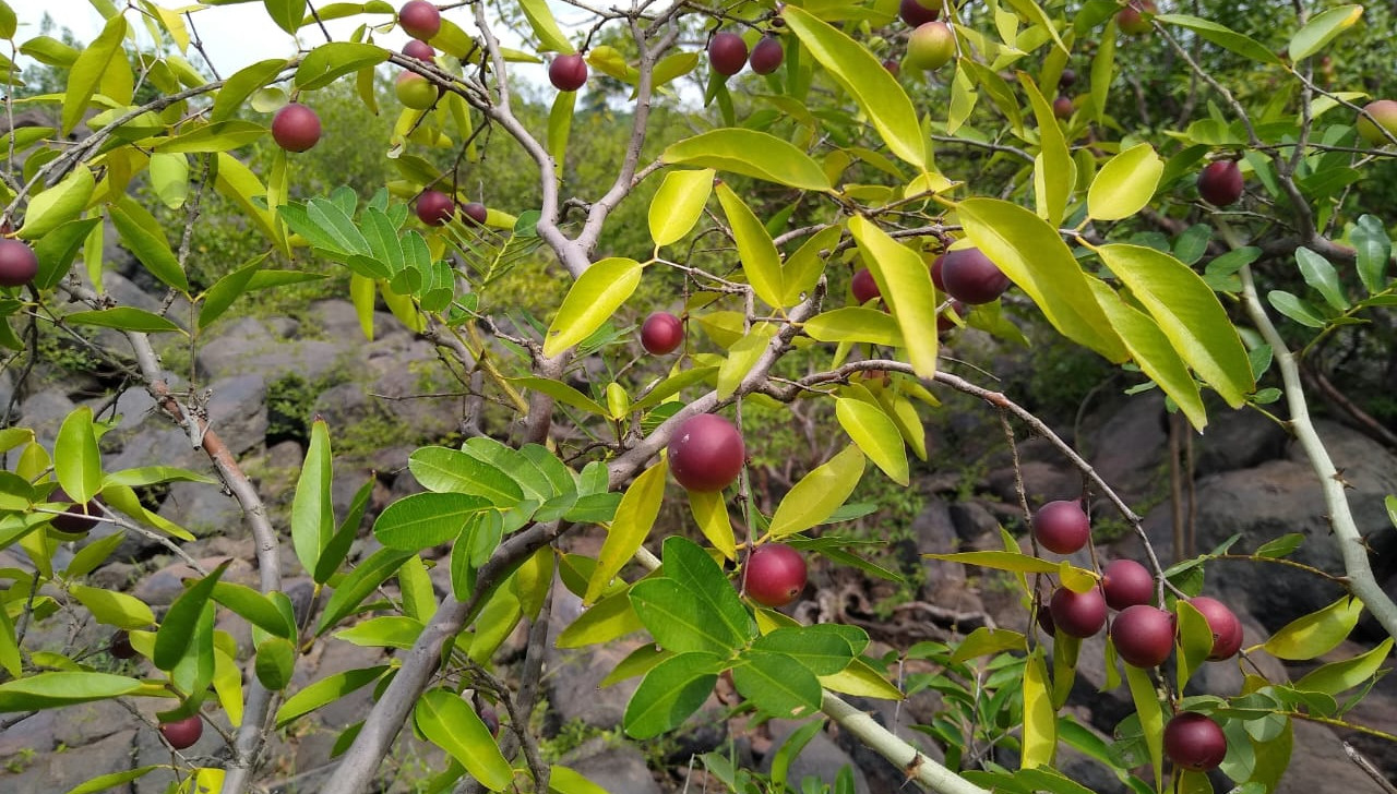 Fruta ‘rainha da vitamina C’ é usada em projeto de restauração de floresta no sudoeste do Pará
