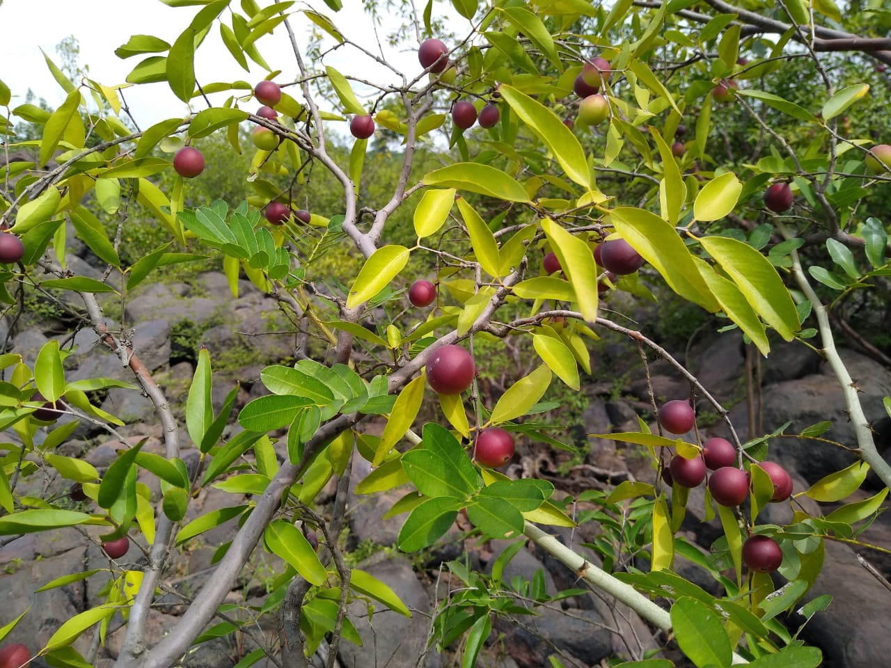 Fruta ‘rainha da vitamina C’ é usada em projeto de restauração de floresta no sudoeste do Pará