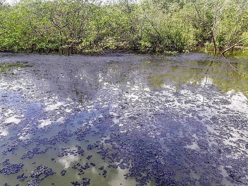 Vazamento em manguezal (Divulgação) 