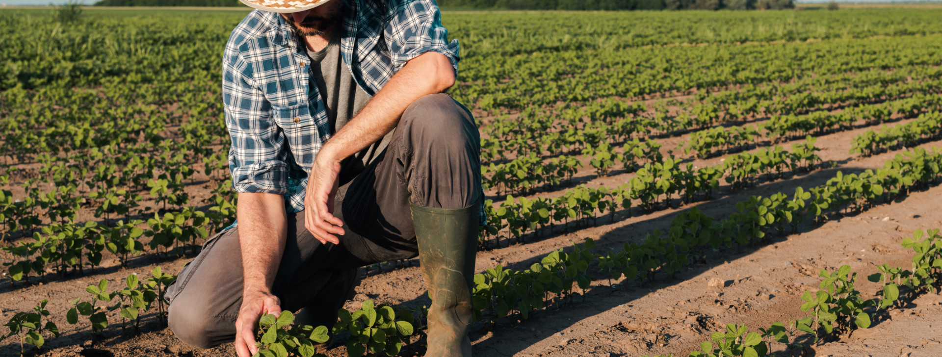 Produtor rural em plantação (iStock/Mapa)