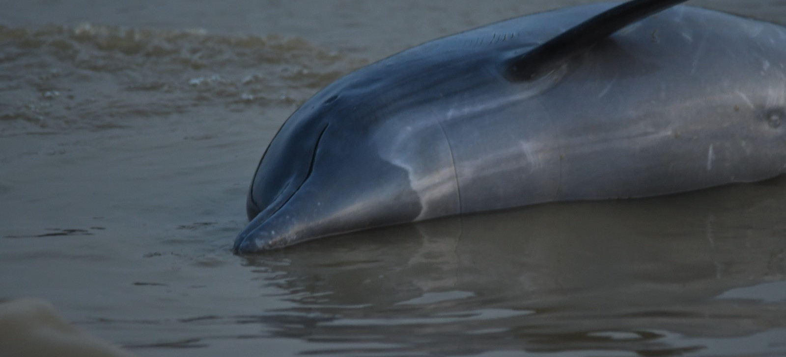 Após morte de botos, pesquisadores alertam para risco a humanos em crise climática