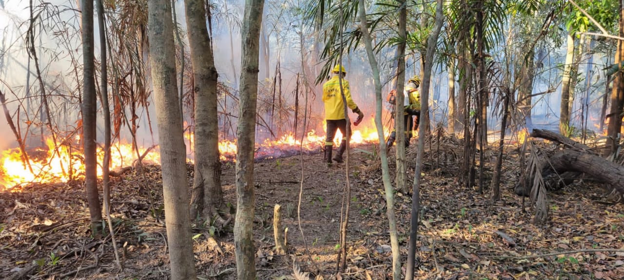 Atuação do Ibama em Iranduba (Foto: Divulgação)