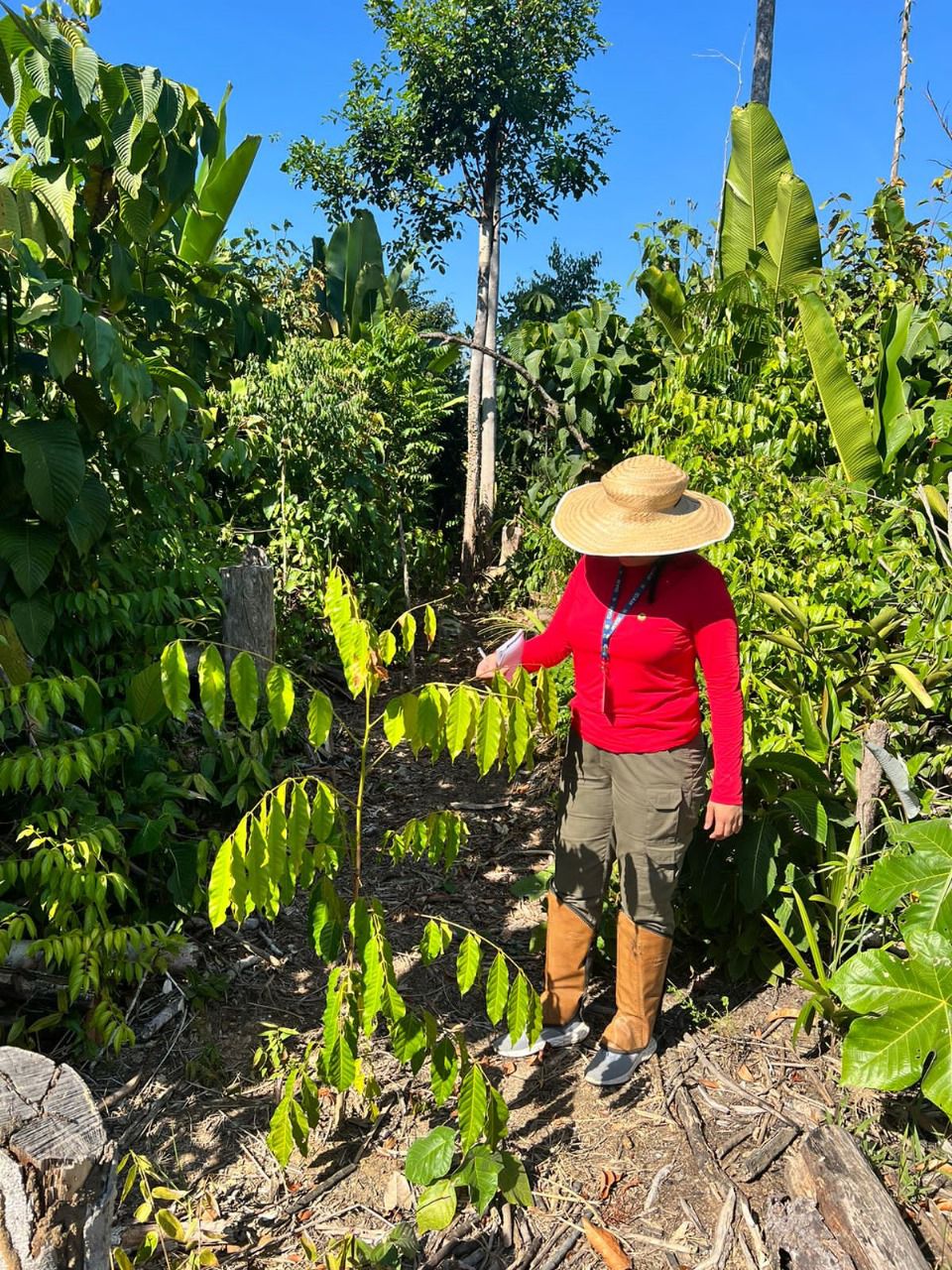 Idam refloresta 50 hectares de área degradada em município do Amazonas