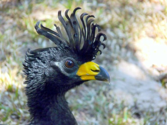 Terra indígena protegeu ave rara da extinção