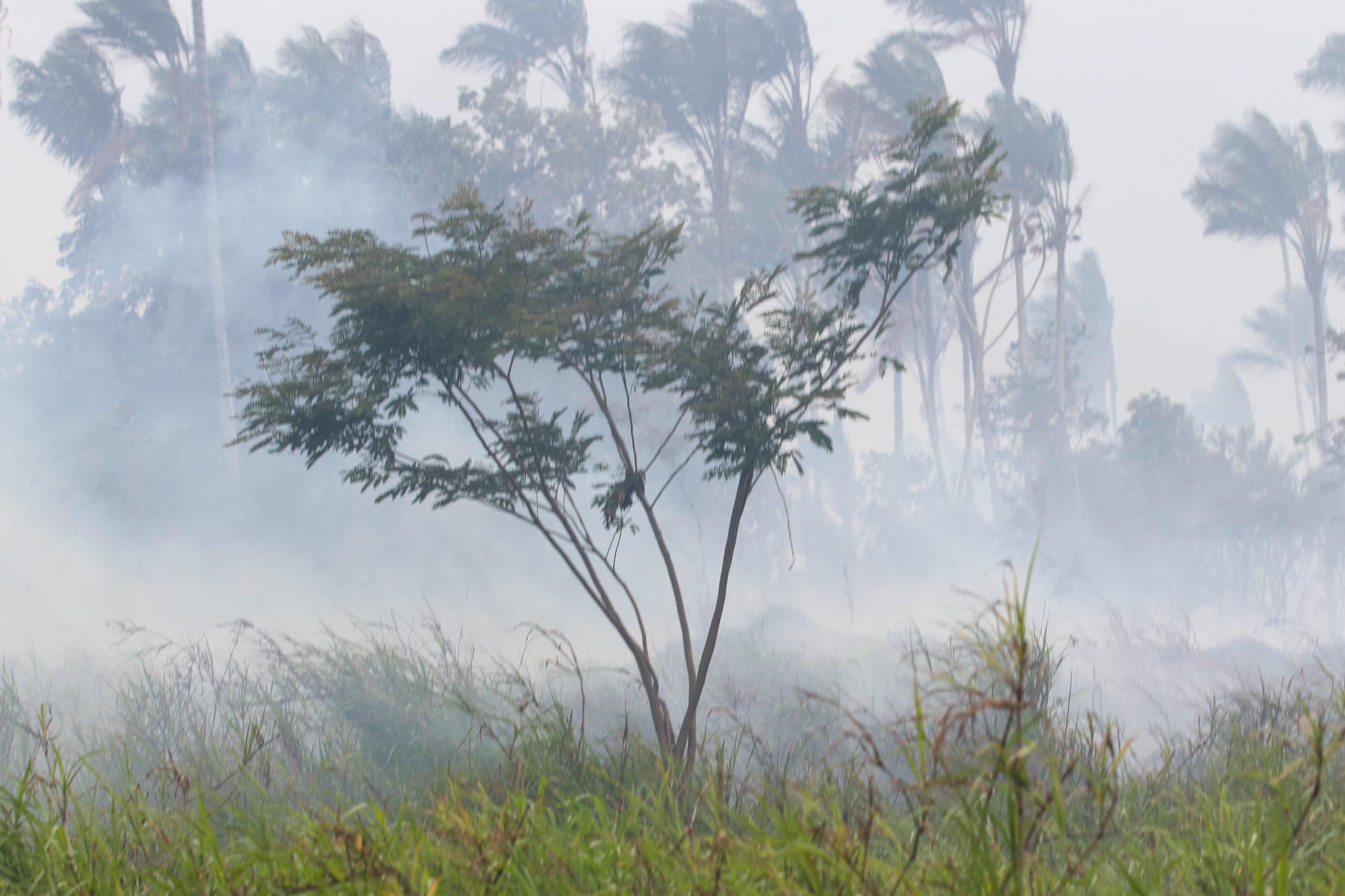 Diminuição das chuvas favoreceu volta da fumaça e novas queimadas no AM, aponta Ibama