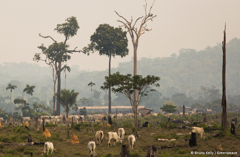 Agropecuária é uma das principais responsáveis pela devastação florestal na Amazônia (Bruno Kelly/Greenpeace)