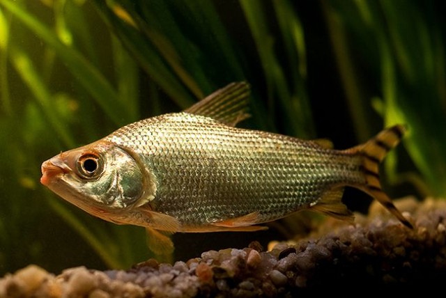 Peixe mais consumido da Amazônia corre risco de desaparecer