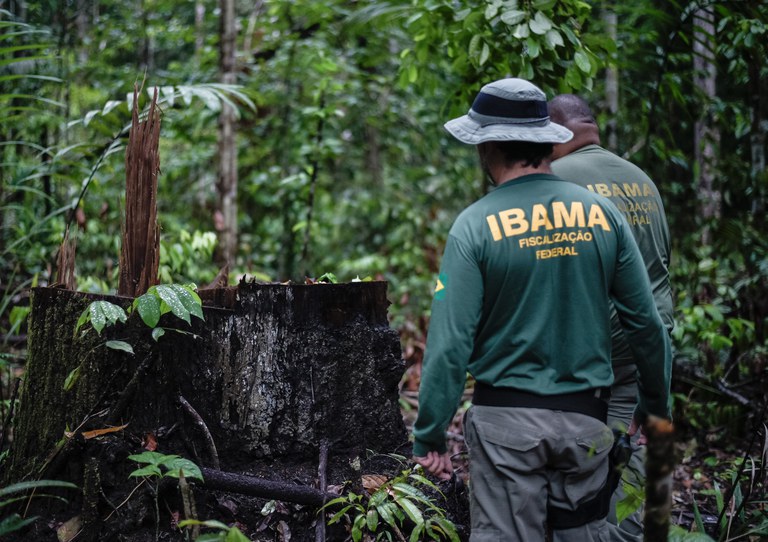 Agentes do Ibama em frente a um corte de árvore na mata (Divulgação/MMA)