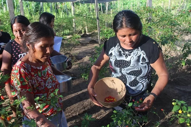 Sem desmatamento, agricultura familiar é fonte de renda de mulheres no Xingu