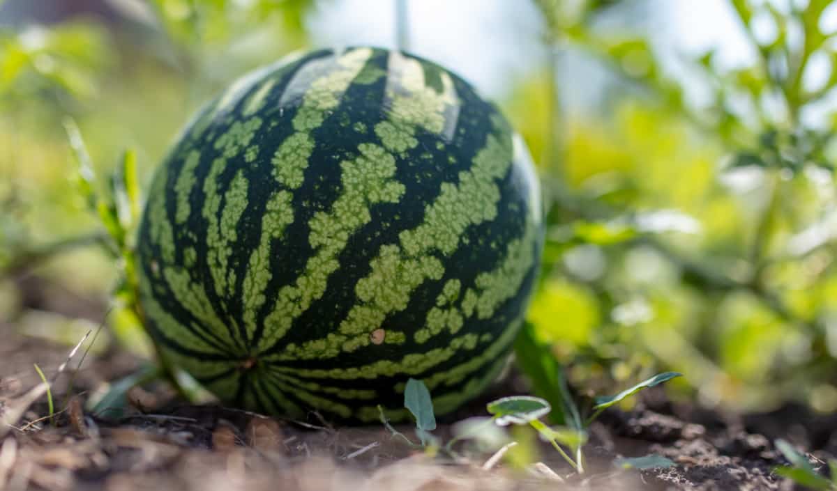 Veja quais são as cidades produtoras de melancia no Estado do Amazonas