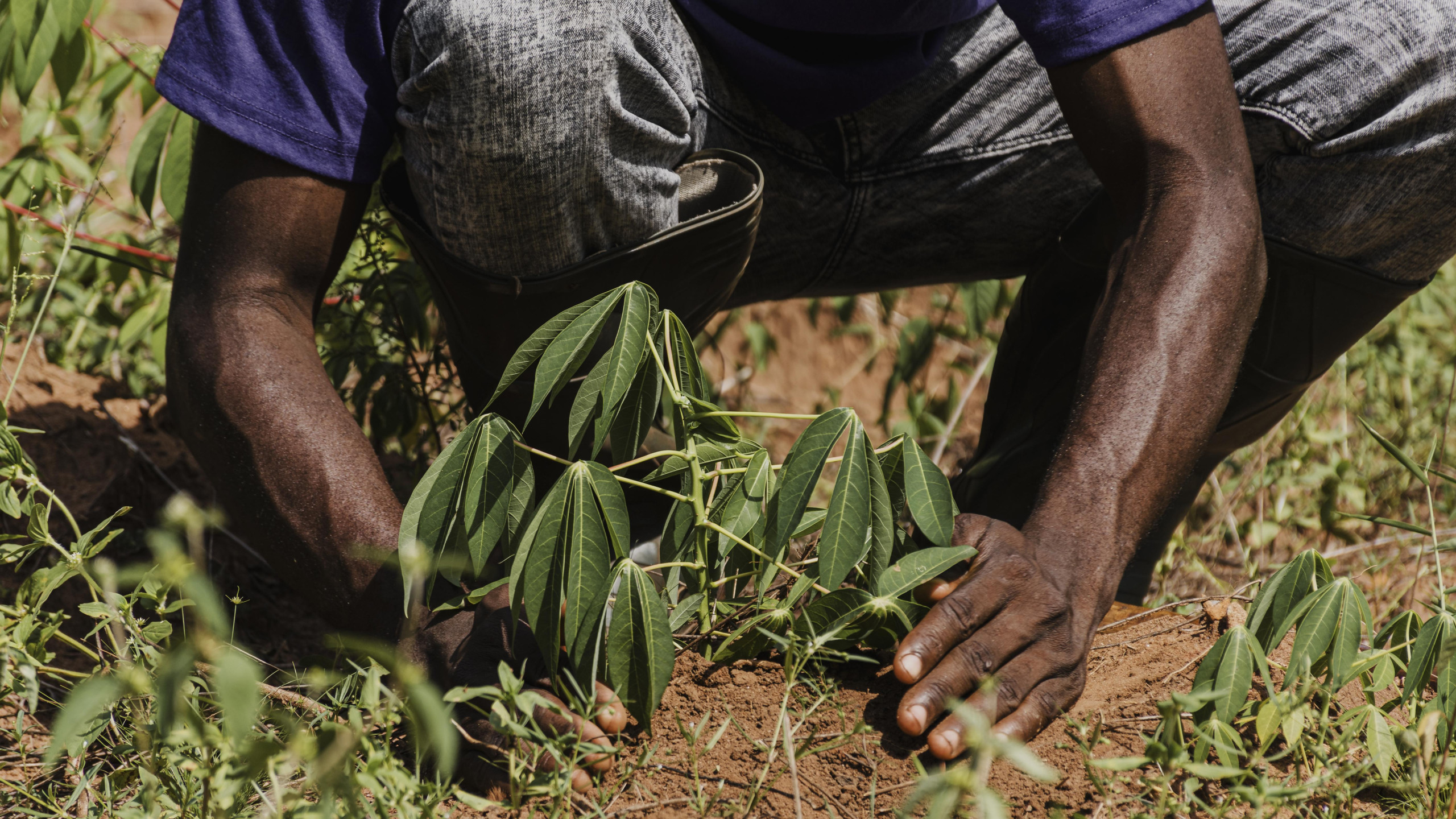 Produção quilombola contribui para resistência das comunidades em RO