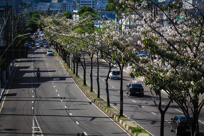 Ipês na Avenida Djalma Batista (Arquivo/Semcom)