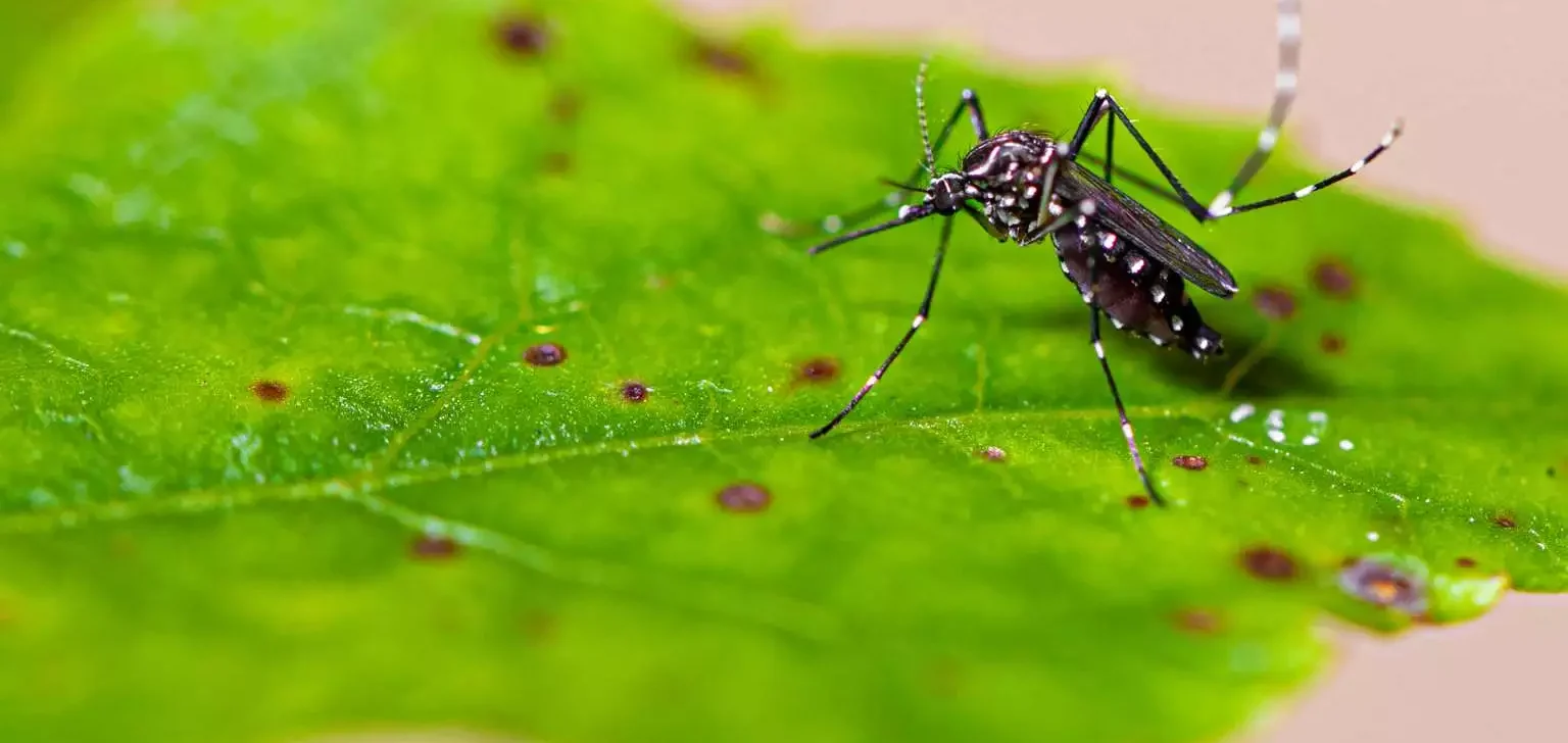 O mosquito-da-dengue em cima de uma folha verde (Reprodução)