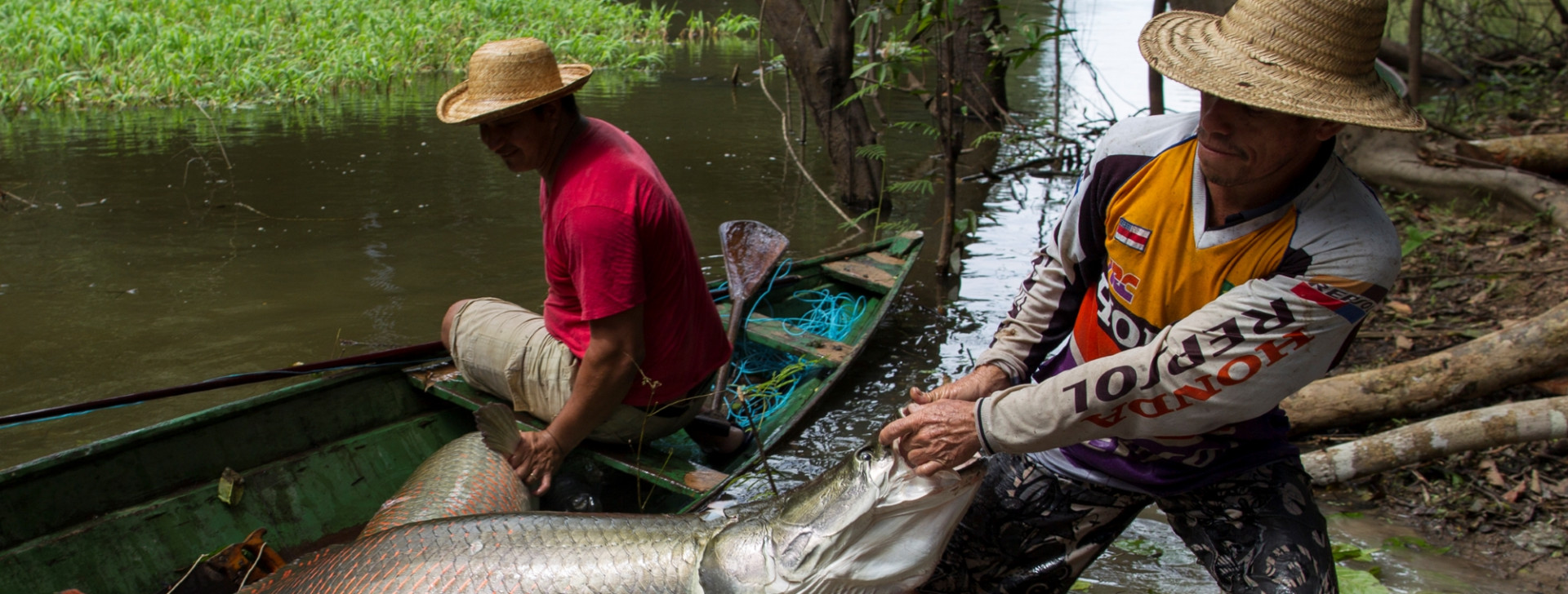 Seca no Amazonas provoca cancelamento da Feira de Pirarucu Manejado