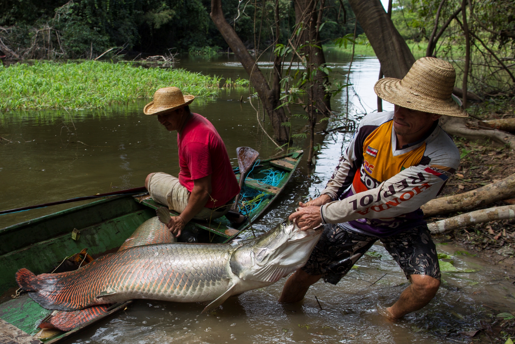 Seca no Amazonas provoca cancelamento da Feira de Pirarucu Manejado
