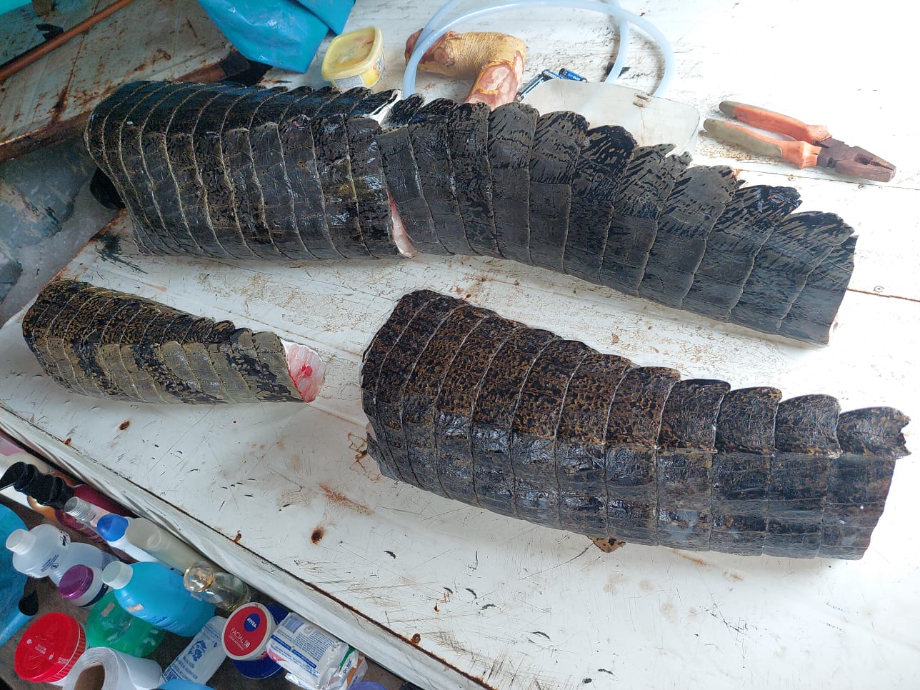 Pescado ilegal, carne de macaco, tatu e jacaré são apreendidos em operação no Vale do Javari