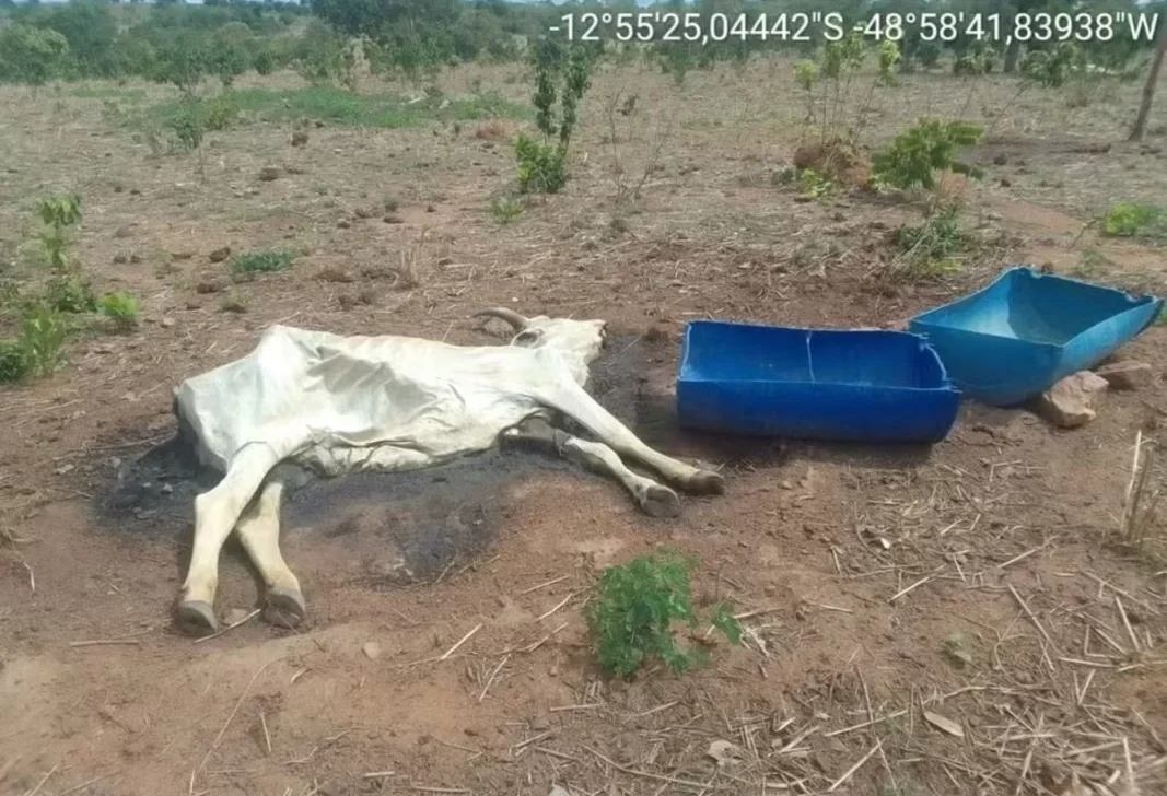 Emergência: gado morre de sede por seca severa em Tocantins