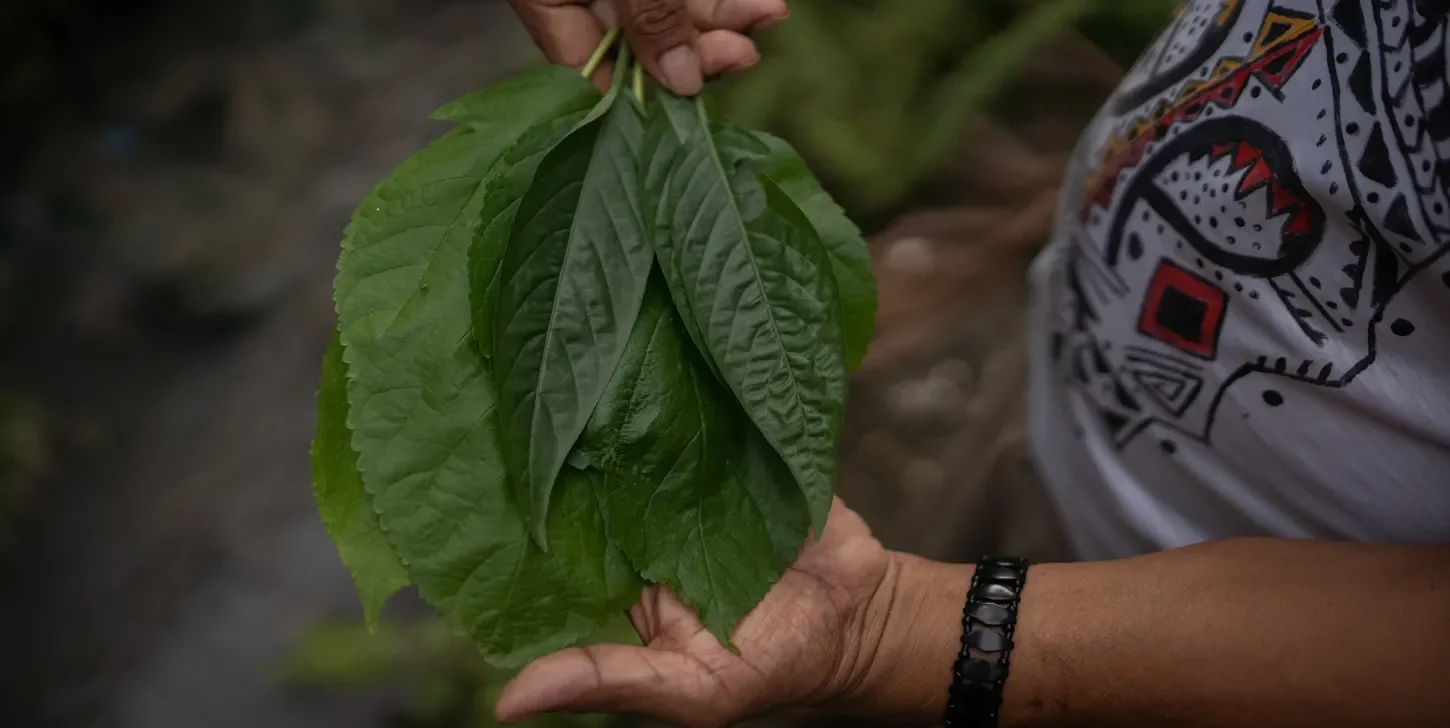 Medicina indígena vira debate no Ministério da Saúde para inclusão no SUS
