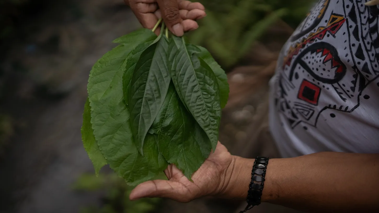 Medicina indígena vira debate no Ministério da Saúde para inclusão no SUS