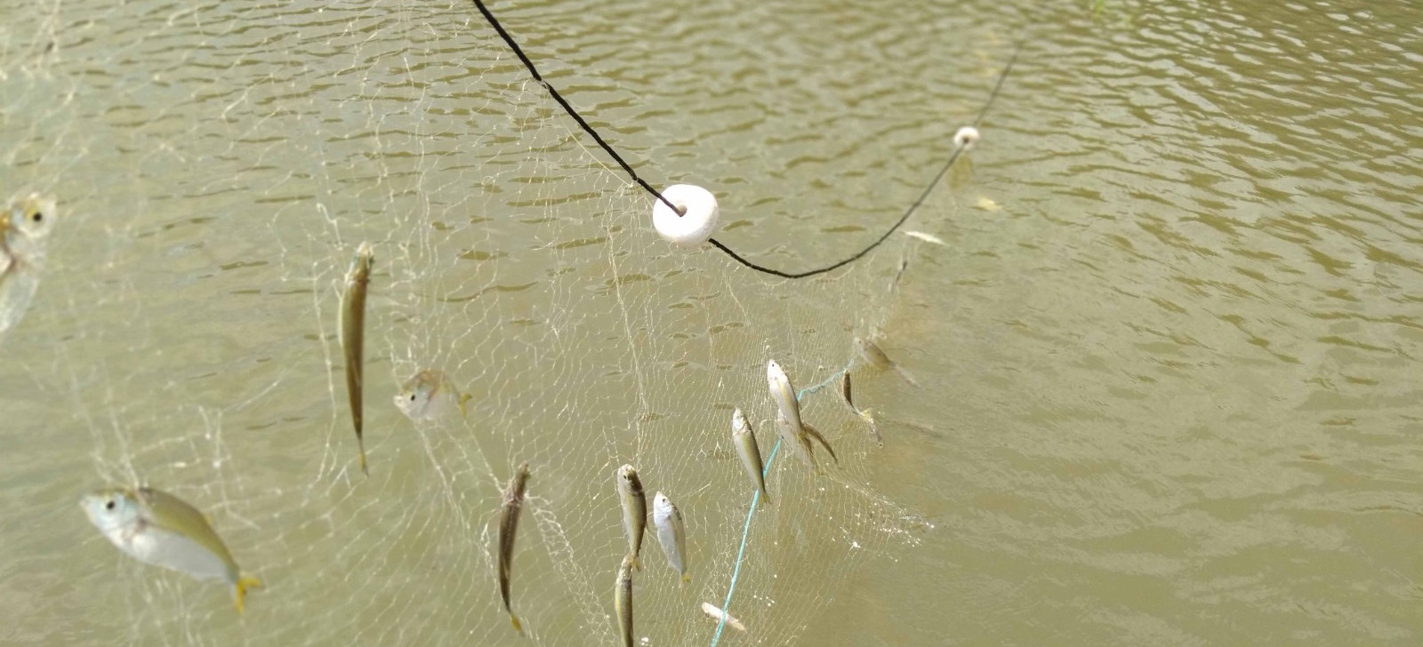 Pesquisa aponta redução da diversidade de peixes em eventos climáticos extremos