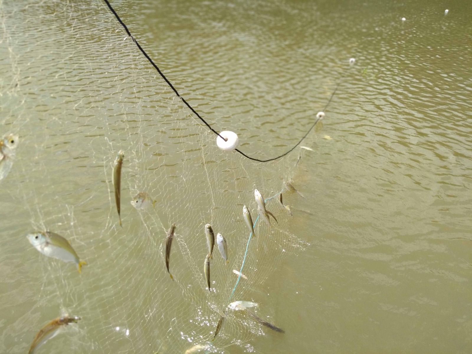 Pesquisa aponta redução da diversidade de peixes em eventos climáticos extremos