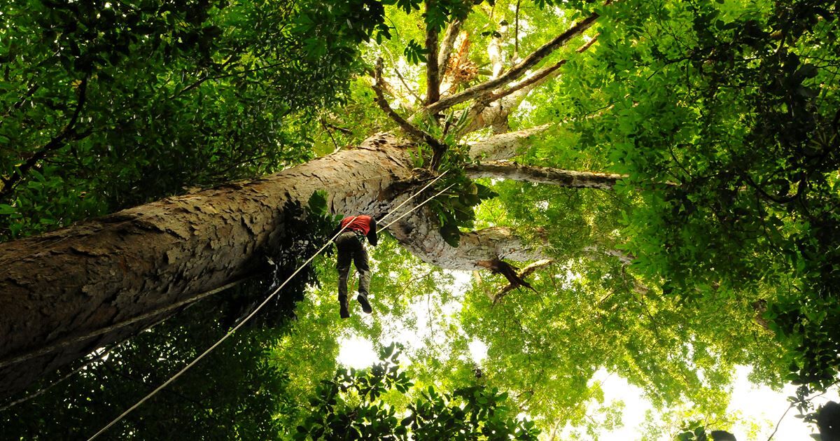 Conheça pesquisa que investiga mistérios das árvores gigantes da Amazônia