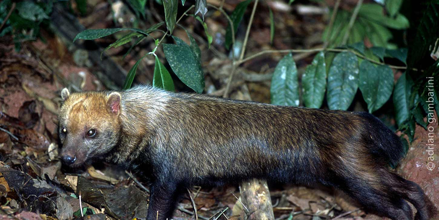 Espécie em extinção, cachorro-vinagre é flagrado em área de conservação no Amapá