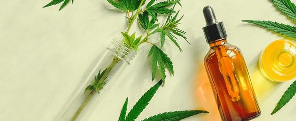 MPF recorre de decisões sobre importação de sementes de maconha para fins terapêuticos