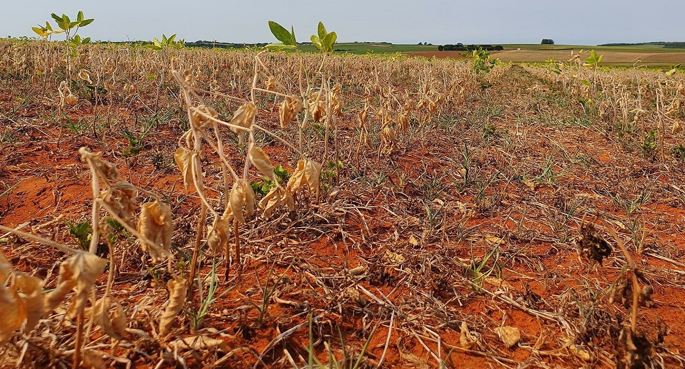 Mato Grosso declara emergência por falta de chuvas em quatro cidades