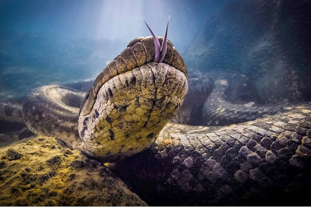 Sucuri gigante é encontrada morta em ponto turístico de Mato Grosso do Sul
