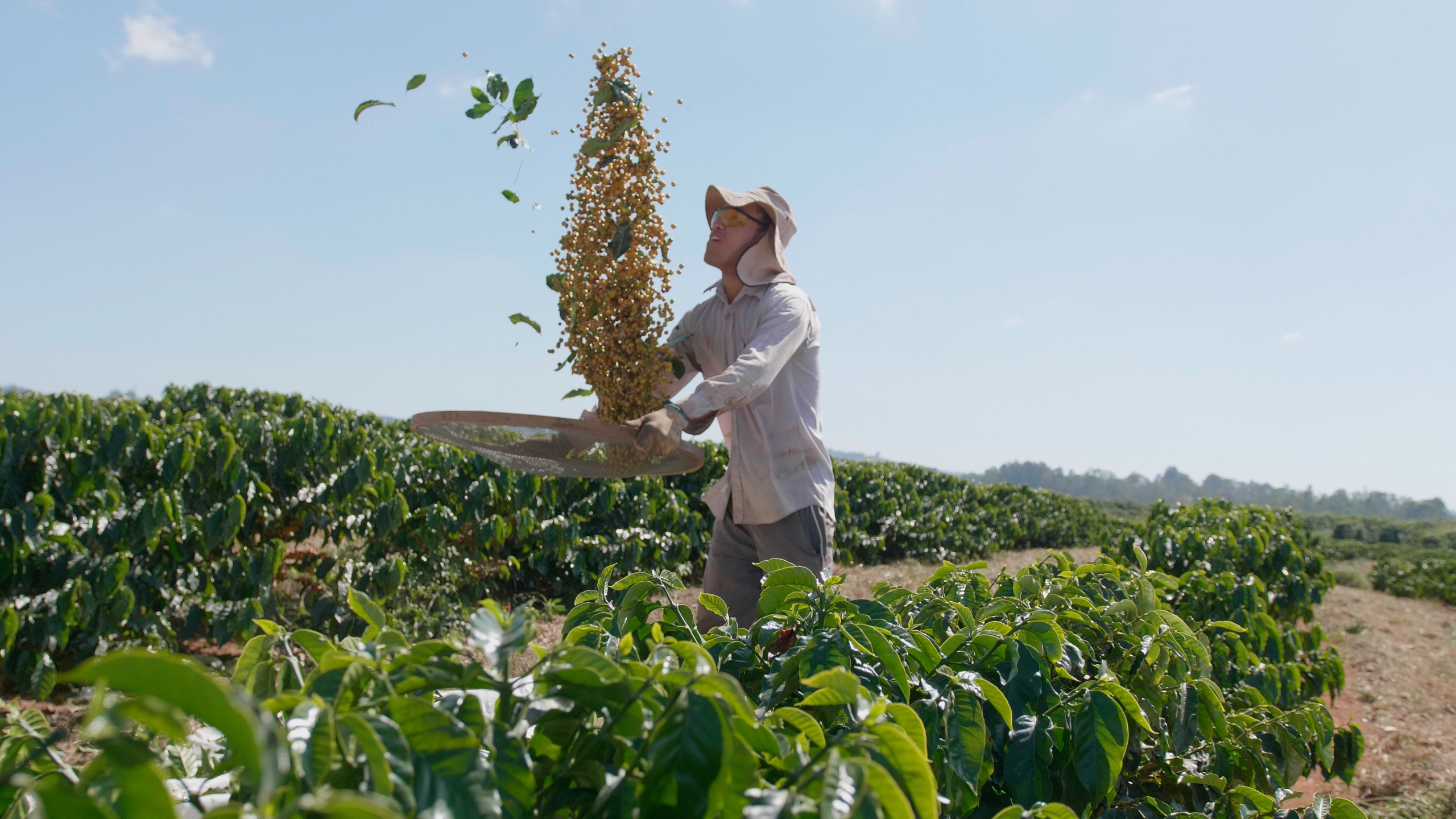 Crise climática ameaça sobrevivência de 25 milhões produtores de café