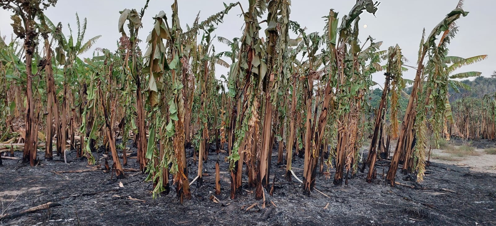 Incêndios florestais avançam sobre TIs em Roraima e focos de queimadas batem recorde