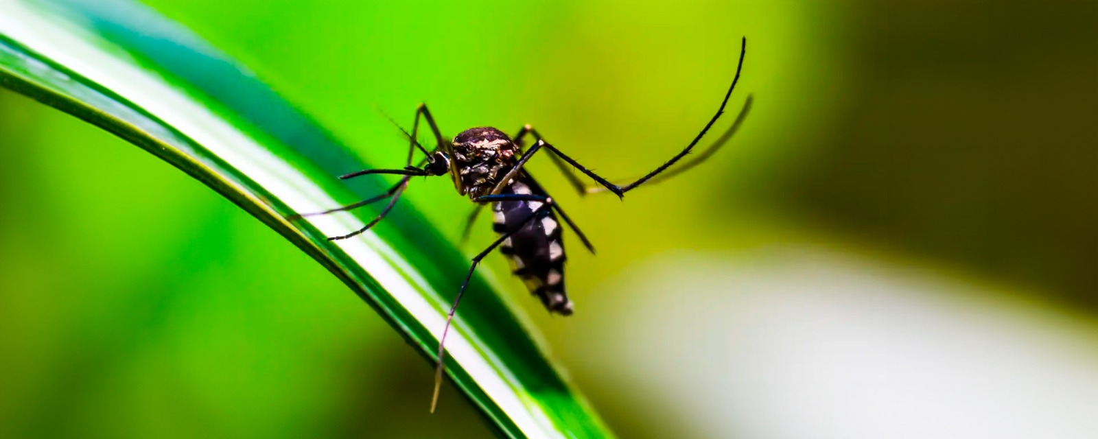 O mosquito transmissor da dengue (Reprodução/Pixabay)