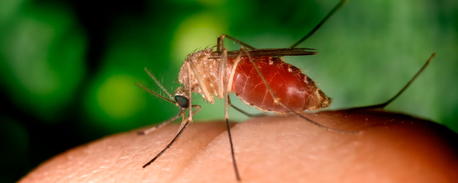 Amazonas reconhece surto de febre oropouche e emite alerta