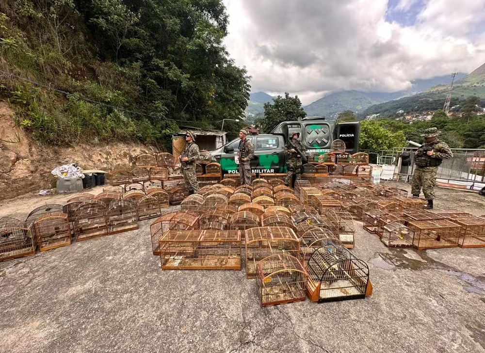 Operação prende 14 traficantes de animais silvestres e resgata 300 pássaros no Rio