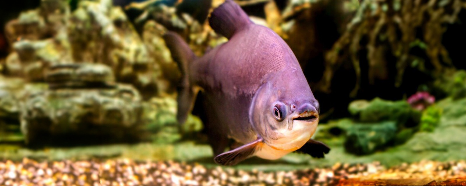 Estudo da Embrapa revela potencial da polpa de goiaba na alimentação de tambaquis juvenis