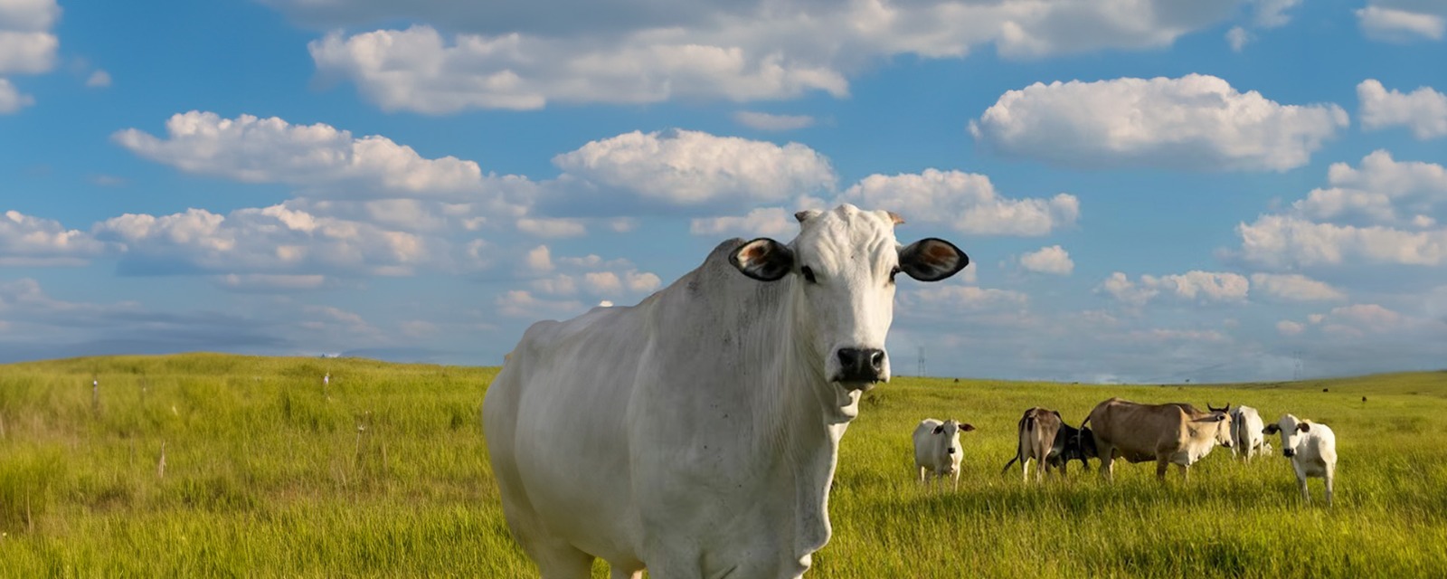 Gado em área de pasto (Reprodução/Freepik)