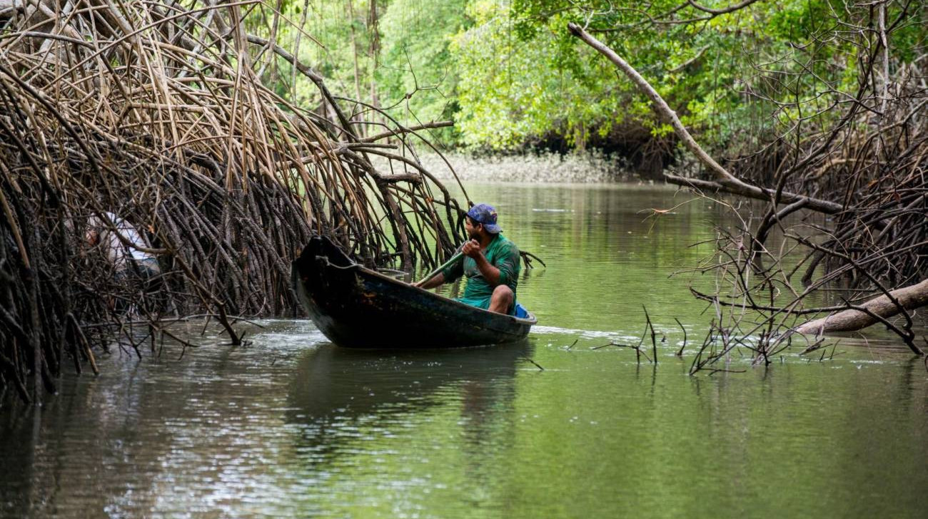 Mudanças climáticas ameaçam mangues amazônicos