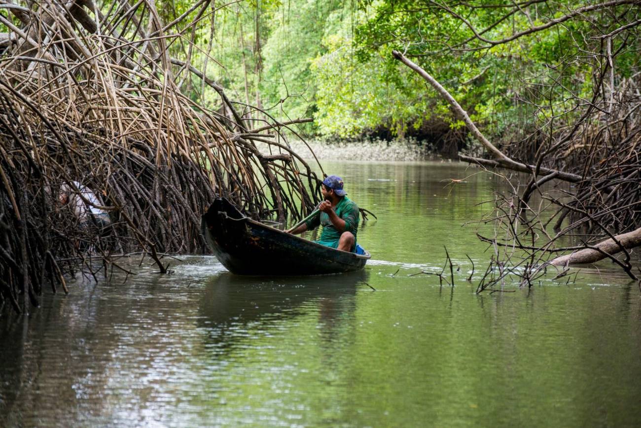 Mudanças climáticas ameaçam mangues amazônicos